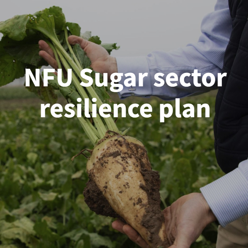 NFU Sugar sector resilience plan